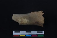 梅花鹿骨藏品圖，第1張