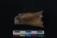 梅花鹿骨藏品圖，第2張