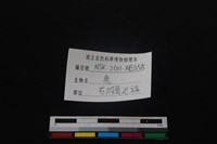 梅花鹿骨藏品圖，第3張