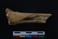 梅花鹿骨藏品圖，第1張