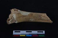 梅花鹿骨藏品圖，第2張