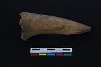 梅花鹿骨藏品圖，第1張