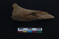 梅花鹿骨藏品圖，第2張