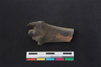 梅花鹿骨藏品圖，第1張