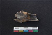 梅花鹿骨藏品圖，第2張