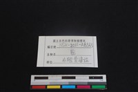 梅花鹿骨藏品圖，第3張