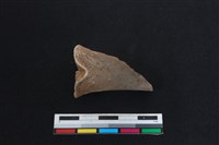 梅花鹿骨藏品圖，第2張