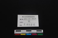 梅花鹿骨藏品圖，第3張