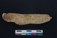 梅花鹿骨藏品圖，第2張