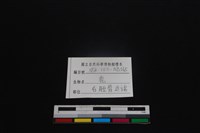 梅花鹿骨藏品圖，第3張