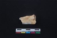 梅花鹿骨藏品圖，第1張