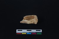 梅花鹿骨藏品圖，第2張