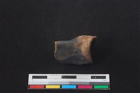 梅花鹿骨藏品圖，第1張