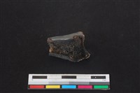 梅花鹿骨藏品圖，第2張