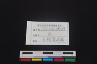 梅花鹿骨藏品圖，第3張