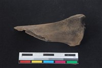 梅花鹿骨藏品圖，第1張