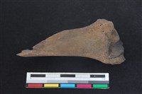 梅花鹿骨藏品圖，第2張