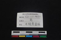 梅花鹿骨藏品圖，第3張