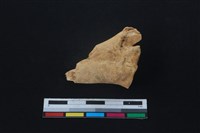 梅花鹿骨藏品圖，第1張