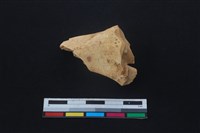 梅花鹿骨藏品圖，第2張