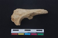 梅花鹿骨藏品圖，第1張