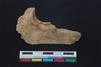 梅花鹿骨藏品圖，第2張