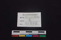 梅花鹿骨藏品圖，第3張