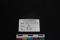 梅花鹿骨藏品圖，第4張