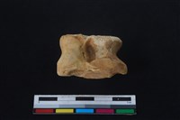 梅花鹿骨藏品圖，第1張