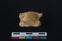 梅花鹿骨藏品圖，第2張