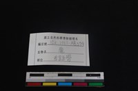 梅花鹿骨藏品圖，第3張