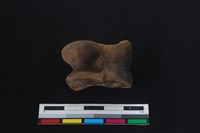 梅花鹿骨藏品圖，第1張