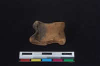 梅花鹿骨藏品圖，第2張