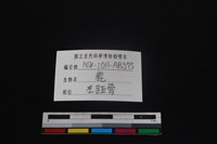 梅花鹿骨藏品圖，第3張