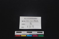 梅花鹿骨藏品圖，第3張