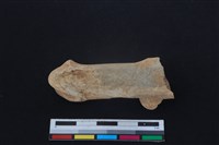 梅花鹿骨藏品圖，第1張