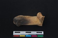 梅花鹿骨藏品圖，第2張