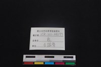 梅花鹿骨藏品圖，第3張