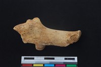 梅花鹿骨藏品圖，第1張