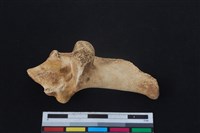 梅花鹿骨藏品圖，第2張