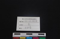 梅花鹿骨藏品圖，第3張