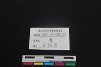 梅花鹿骨藏品圖，第3張