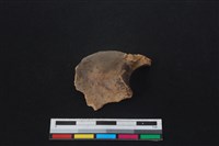 梅花鹿骨藏品圖，第1張