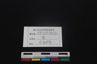 梅花鹿骨藏品圖，第3張