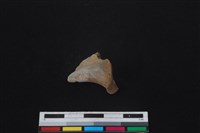 梅花鹿骨藏品圖，第1張