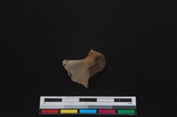 梅花鹿骨藏品圖，第2張