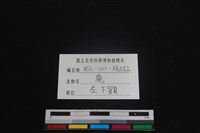 梅花鹿骨藏品圖，第3張