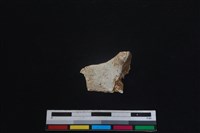 梅花鹿骨藏品圖，第1張