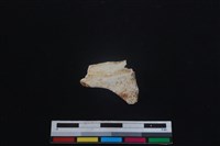 梅花鹿骨藏品圖，第2張