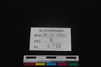 梅花鹿骨藏品圖，第3張